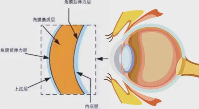”：为啥总是反复发作难以摆脱？K8凯发登录入口干眼症“魔咒